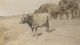 SUMMERS_Elsie_Isabel_1907_LTXX-WWR_Photo_41_Waimauku_Cattle