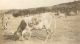 SUMMERS_Elsie_Isabel_1907_LTXX-WWR_Photo_42_Waimauku_Cattle